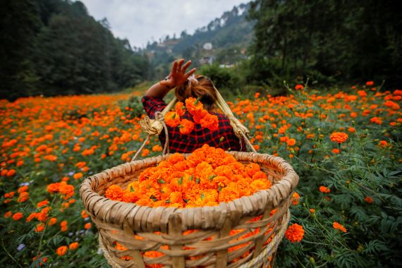 موسم قطف أزهار في كاتمندو، امرأة تقطف أزهار ماري غولد استعدادا لاستخدامها في الاحتفال بمهرجان ديوالي السنوي في العاصمة النيبالية كتموندو.